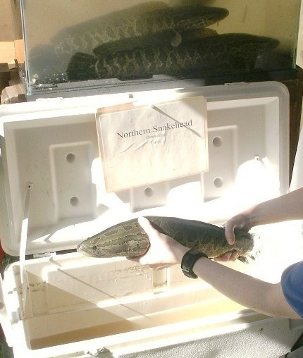 蛇頭魚-USFWS 公共領域照片