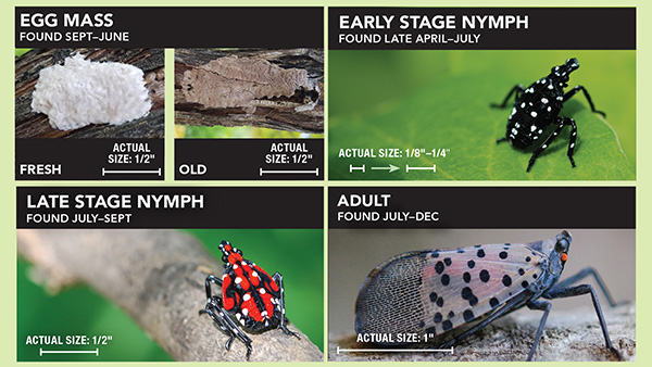 斑點燈籠蠅 - 照片 VDACS
