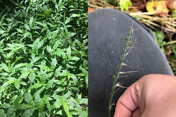 波蘭草-照片馬德琳·科恩弗吉尼亞州立公園