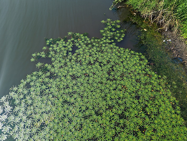 雙角菱 - 照片 Kevin Heffernan DCR