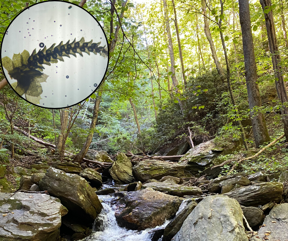 背景樹木的小溪照片，顯微鏡下內嵌肝草特寫