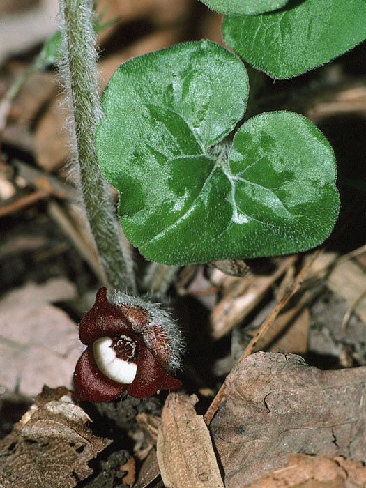 野生姜 (Asarum canadense)