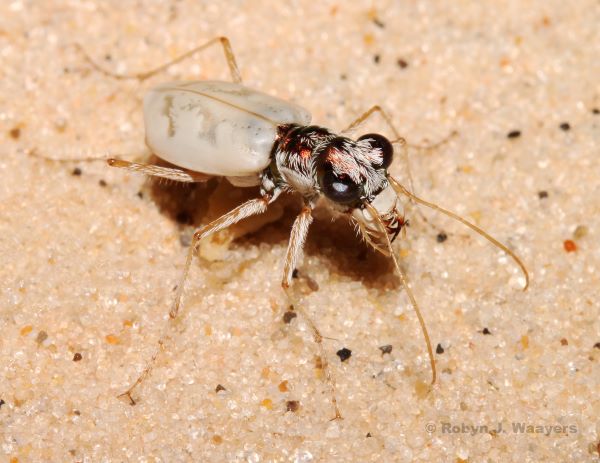 Close-up of beige tiger beetle with fuzzy legs and dark and orange-colored spots on head.