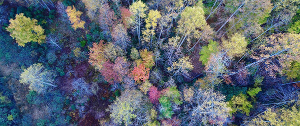 布爾朗山脈的樹梢景觀
