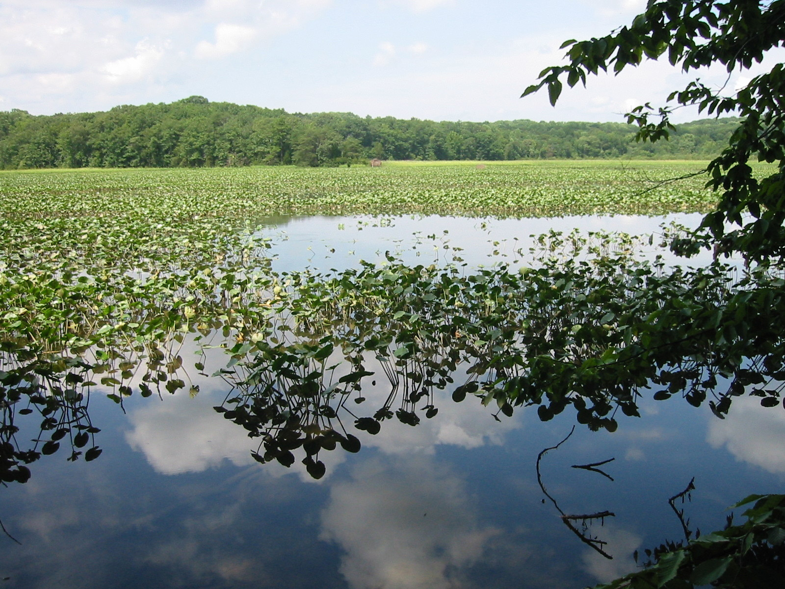 展示烏鴉巢自然保護區