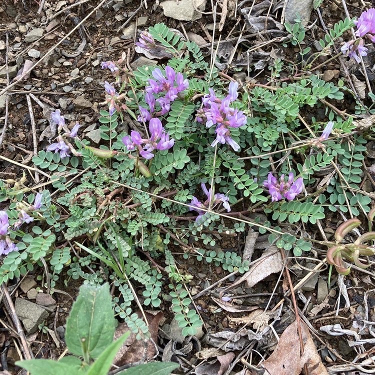 該物種僅從弗吉尼亞州六個地點知道，大多數來自 1930 s 的收藏。自 1987 以來，在雪南多縣短山上沒有觀察到奧扎克奶斑。