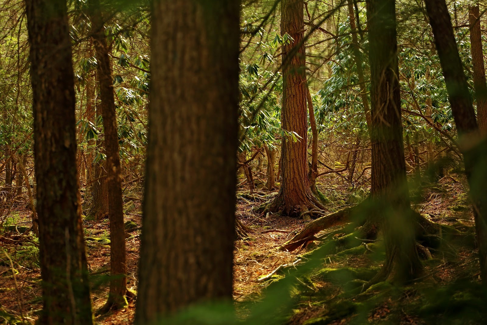 弗吉尼亞州森林