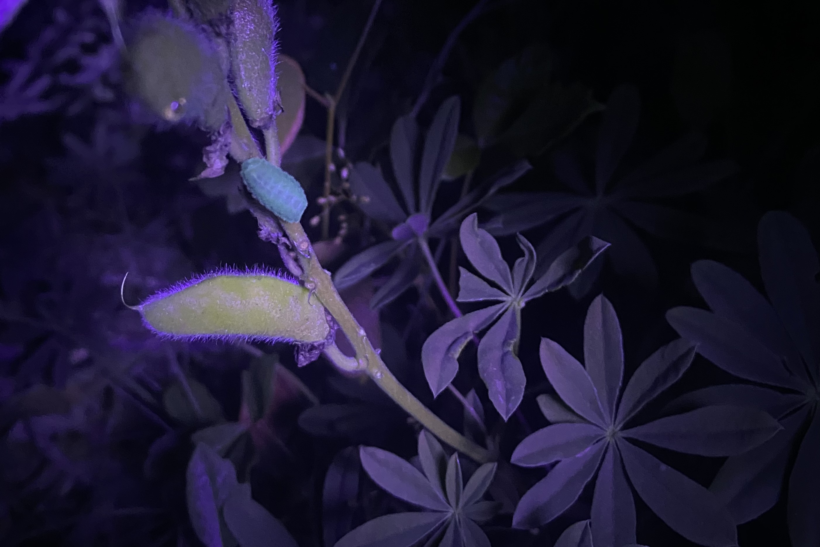 羽扇豆上的霜凍小精靈毛毛蟲