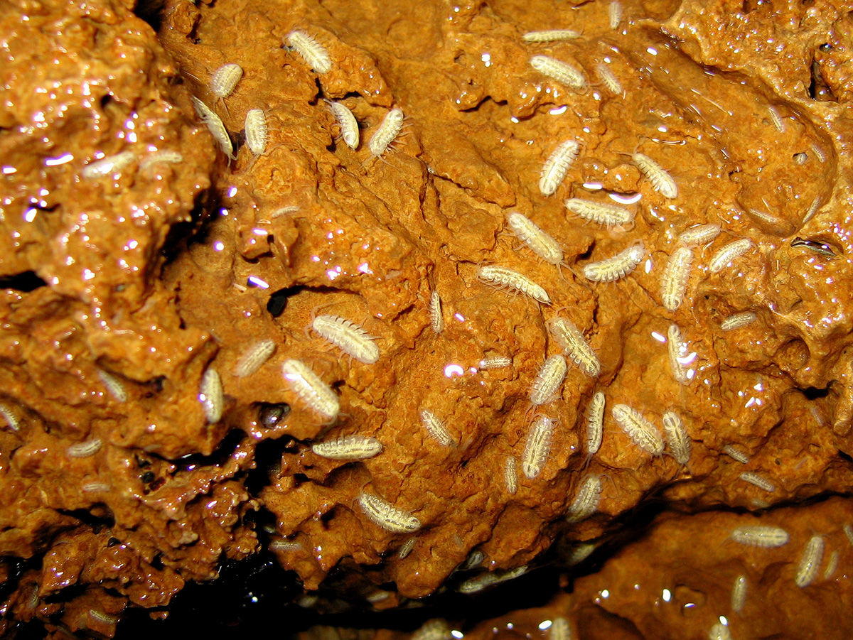 李縣異足。歐文 ·T· 威爾遜攝