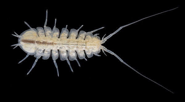 利縣立足類動物的利頓洞穴