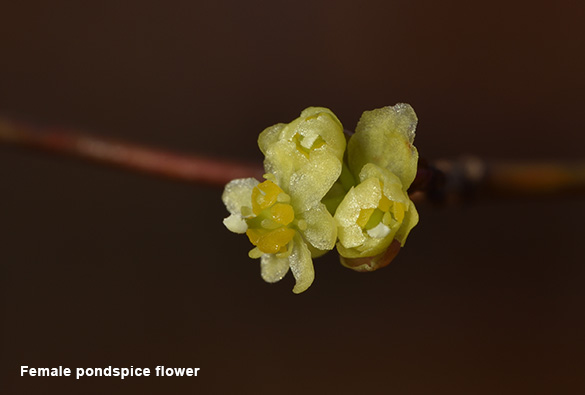 池塘香料花-女性