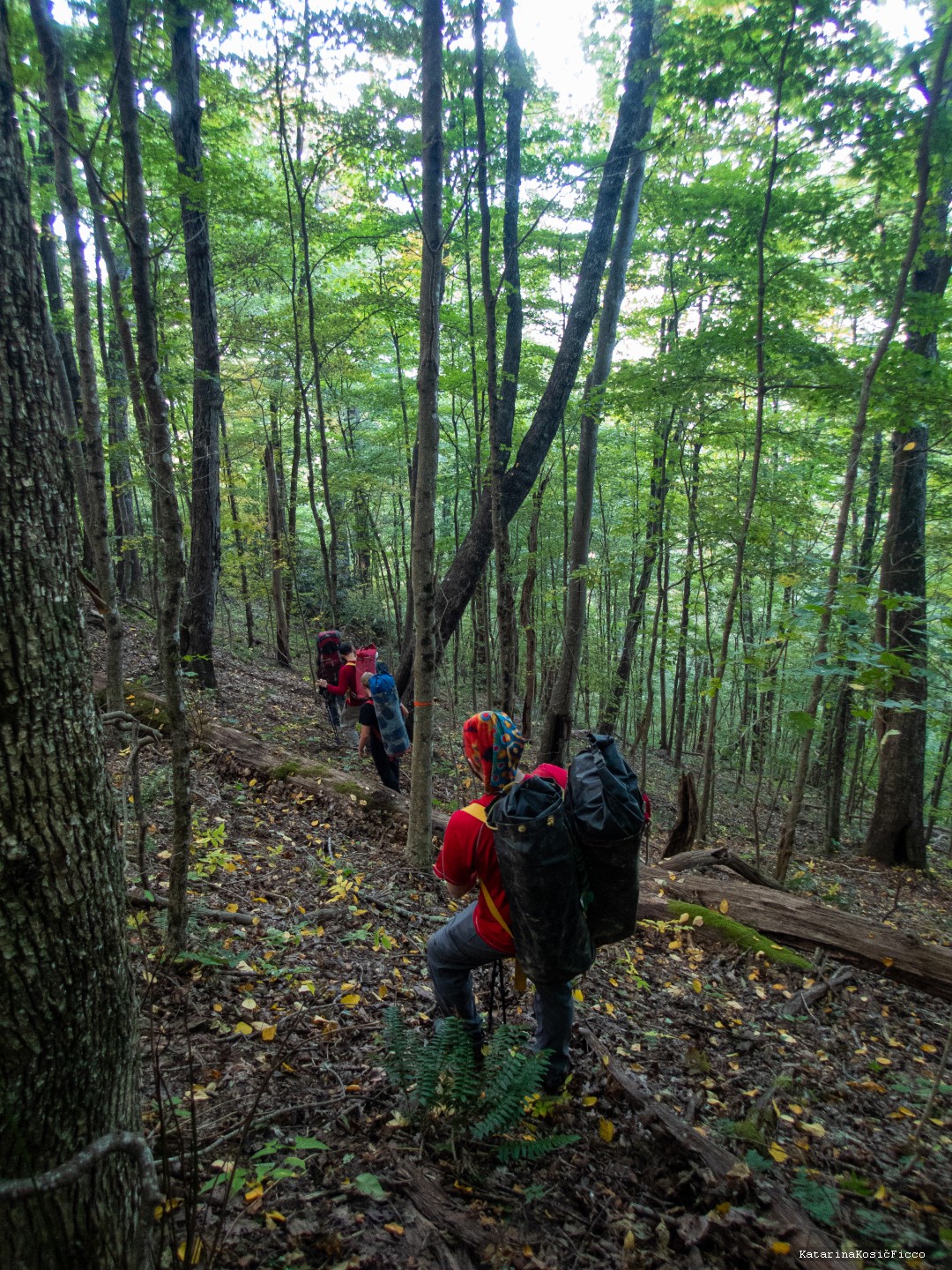 穿過茂密的樹木前往洞穴。 