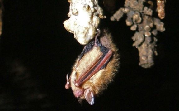 菲爾·盧卡斯的三色蝙蝠