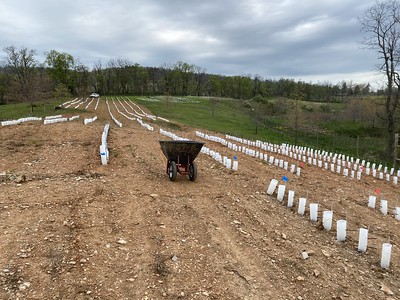 天空草地的美國栗子土地