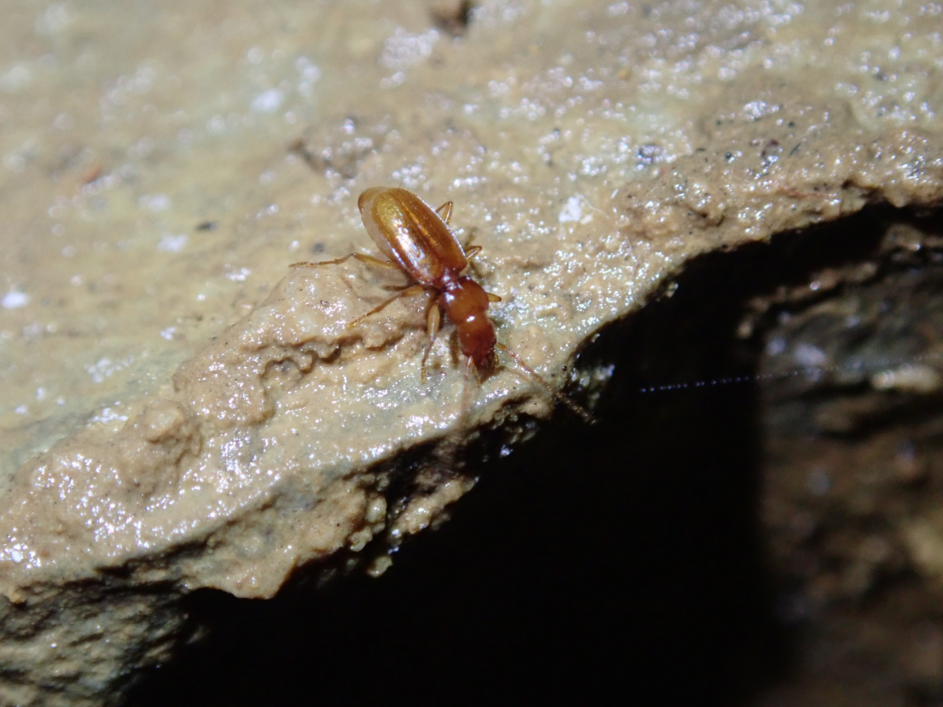 洞穴甲蟲的照片