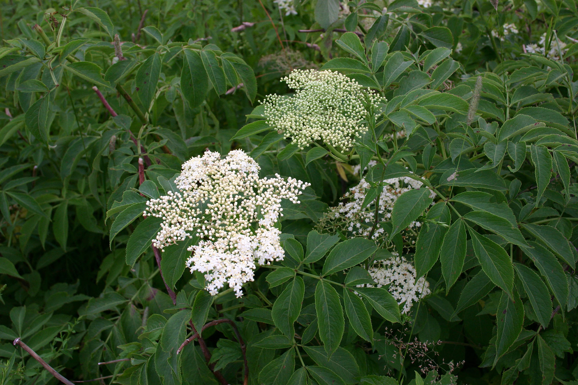 紅色接骨木開花白