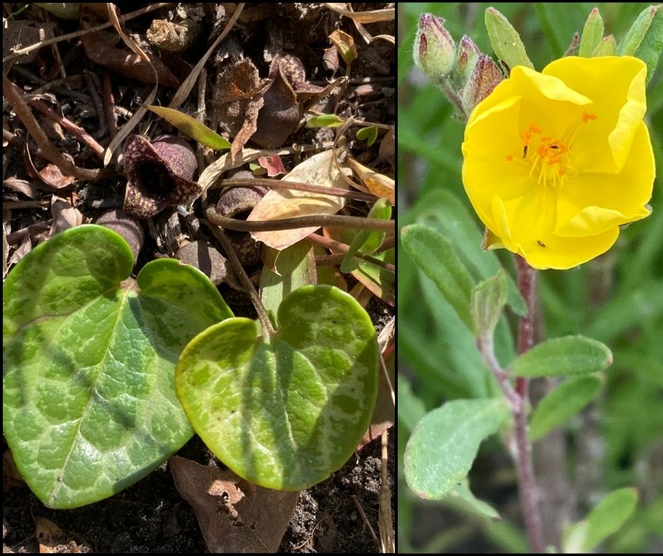 照片拼貼:左側,兩片綠色心形葉從地上突出;右側,黃色的花朵盛開