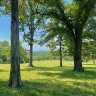 森林花園薩凡納