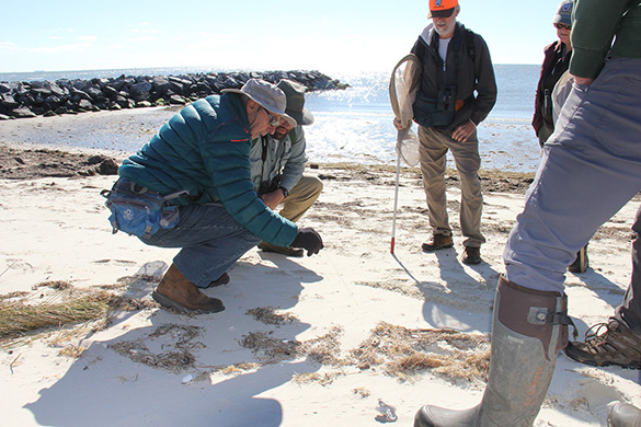 員工探索新角康福自然區保護區尋找虎甲蟲