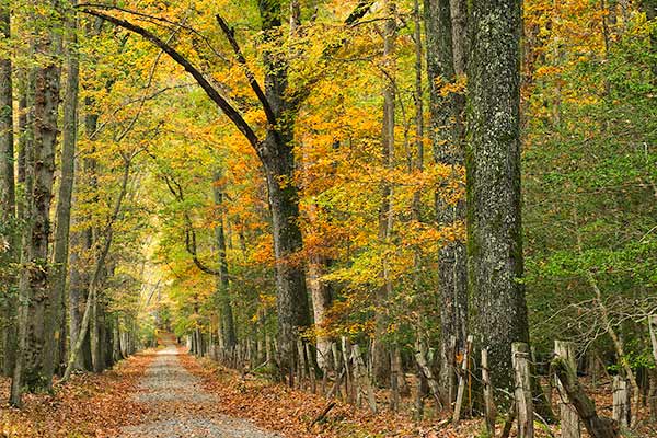 卡利登州立公園瀑布路