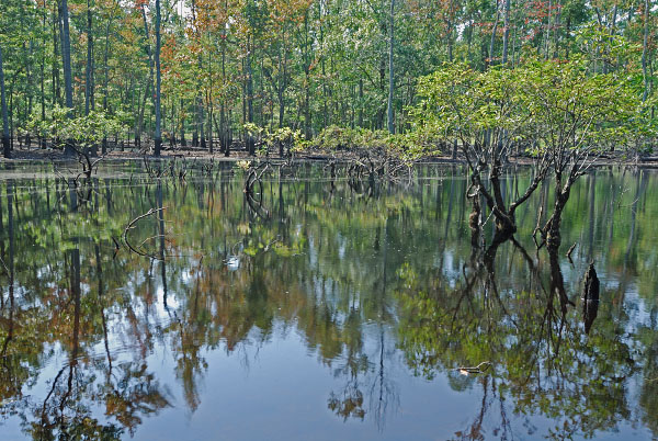 格拉夫頓池塘自然區保護區