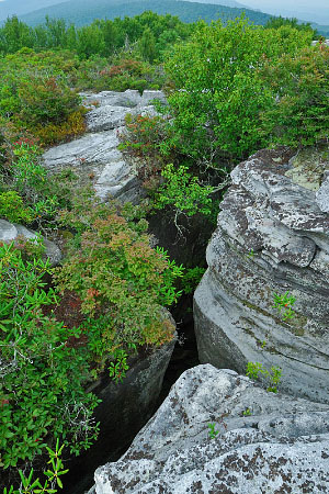 頻道 NAP 的照片
