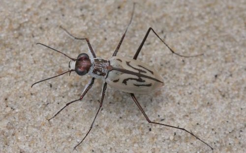 northeastern beach tiger beetle photo