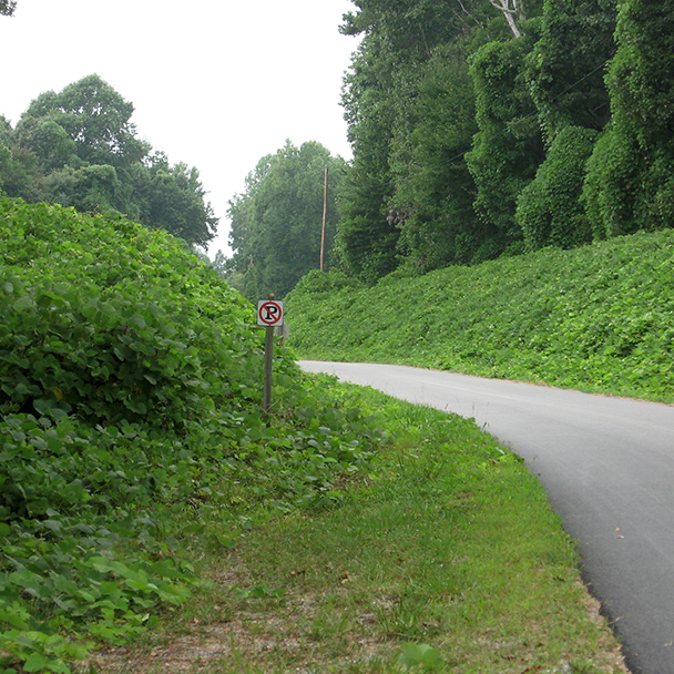Kudzu