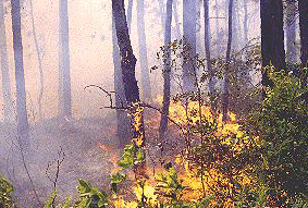 受控燒傷的照片