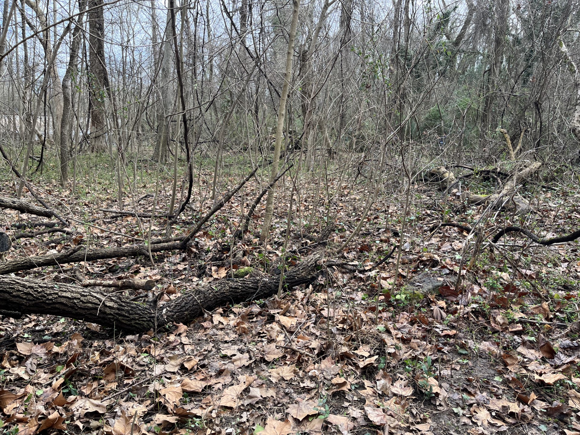 photo after invasive removal