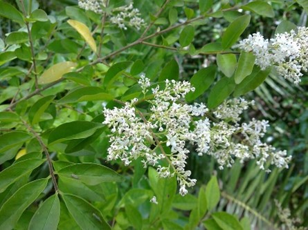 photo small-leaf privet