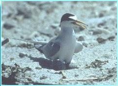 稀有的殖民地海灘巢鳥,最小海魚巢鳥在弗吉尼亞州的一些自然區域保護區上巢穴