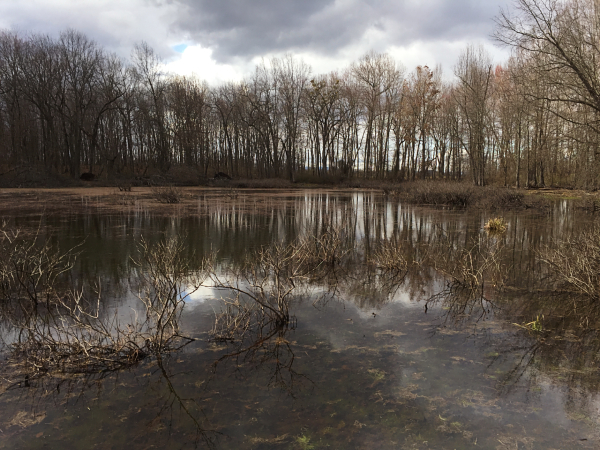 林德赫斯特池塘自然區保護區