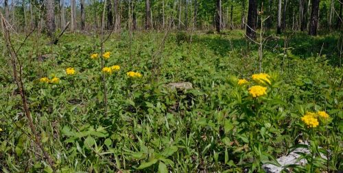 Golden puccoon photo