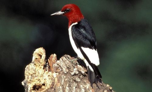 photo red-headed woodpecker