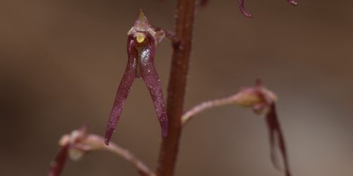 Southern twayblade photo