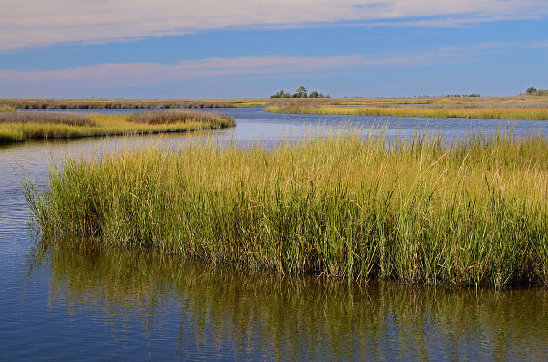 潮汐中沙林/多哈林沼澤的照片