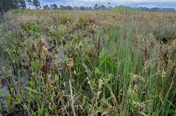 高能潮河的照片