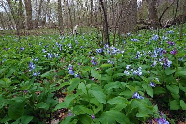 皮埃蒙特山洪平原森林的照片