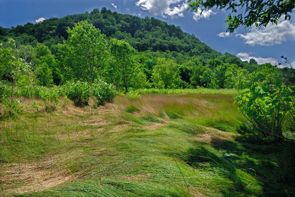 內陸鹽沼的照片