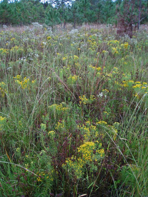 高能潮河的照片