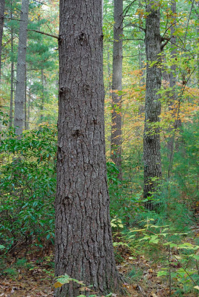 低海拔博爾德森林的照片