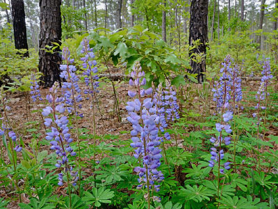 低海拔博爾德森林的照片