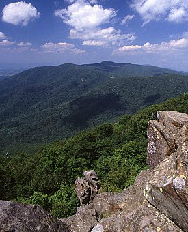 岩石突出和森林的照片