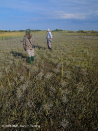 玻璃草鹽平板 — CEGL 004308 玻璃草鹽平板 — CEGL 004308