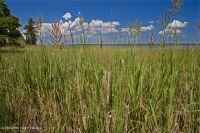 潮汐偏光沼澤(大繩草型)— CEGL 004195 潮汐偏光沼澤(大繩草型)— CEGL 004195