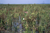 潮汐低素沼澤(混合型)— CEGL 006181 潮汐低素沼澤(混合型)— CEGL 006181