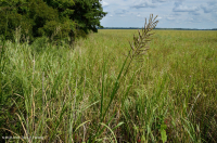 潮汐低素沼澤(混合型)— CEGL 006181 潮汐低素沼澤(混合型)— CEGL 006181