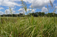 潮汐偏光沼澤(大繩草型)— CEGL 004195 潮汐偏光沼澤(大繩草型)— CEGL 004195