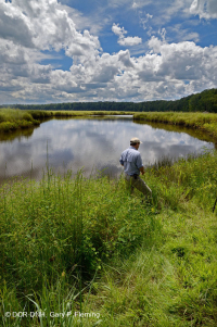 潮汐低素沼澤(混合型)— CEGL 006181 潮汐低素沼澤(混合型)— CEGL 006181